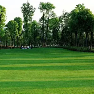 Grass Seed and Shade Grass, Grows quickly and withstands all seasons, perfect for high-quality turf and golf courses, High Germination Grass Seeds Grown in USA
