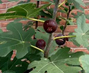 Chicago Hardy Fig Tree - Ficus carica - Hardy & Fruitful - Ideal for Gardens - Purple-Skinned Figs - Backyard Orchard - Edible Landscape Plant in pot 3" to 6" tall