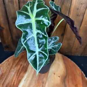 Alocasia Polly Elephant Ear Houseplant