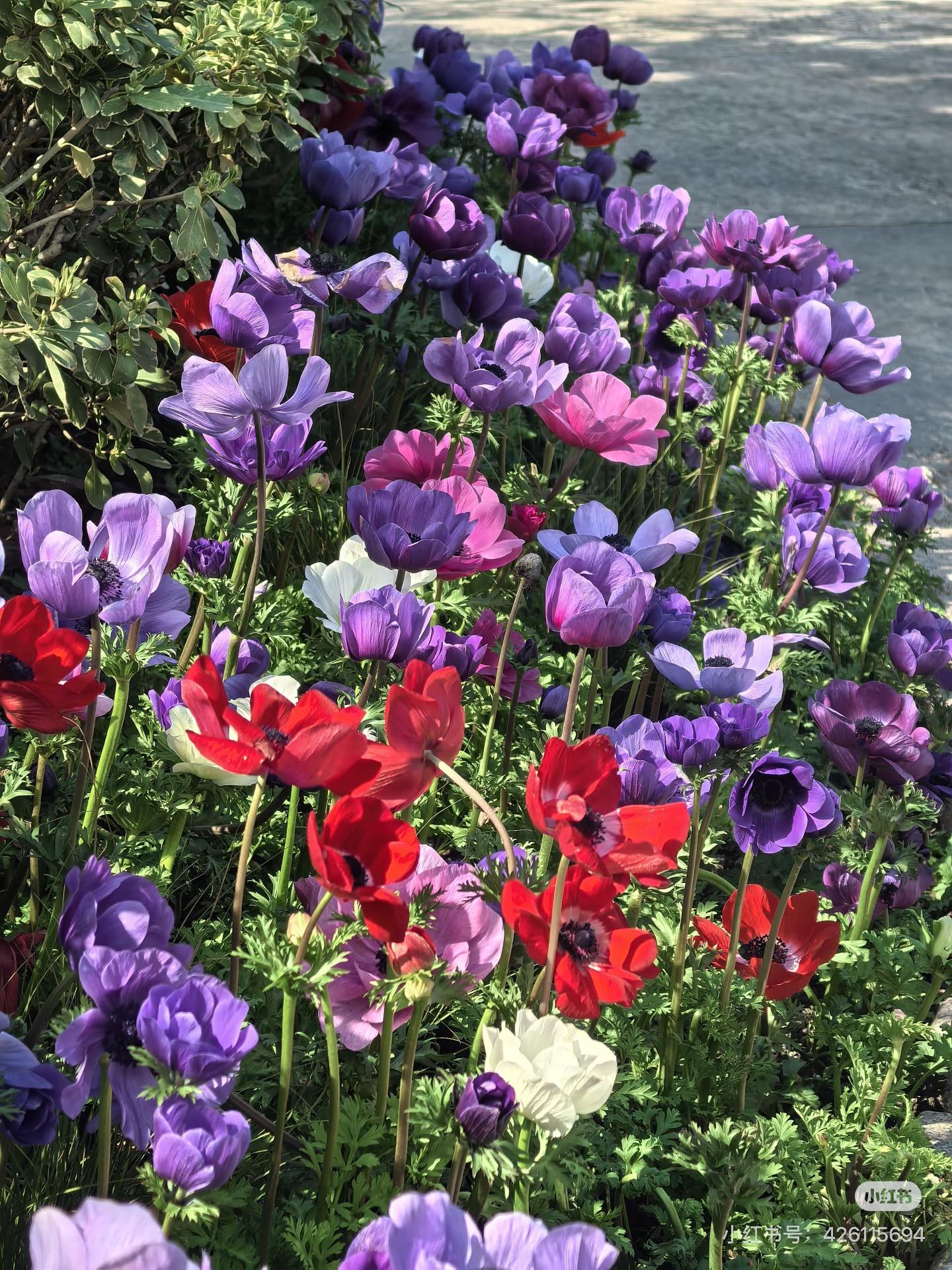 High Germination Mixed Anemone Seeds | Perennial Colorful Garden Flowers