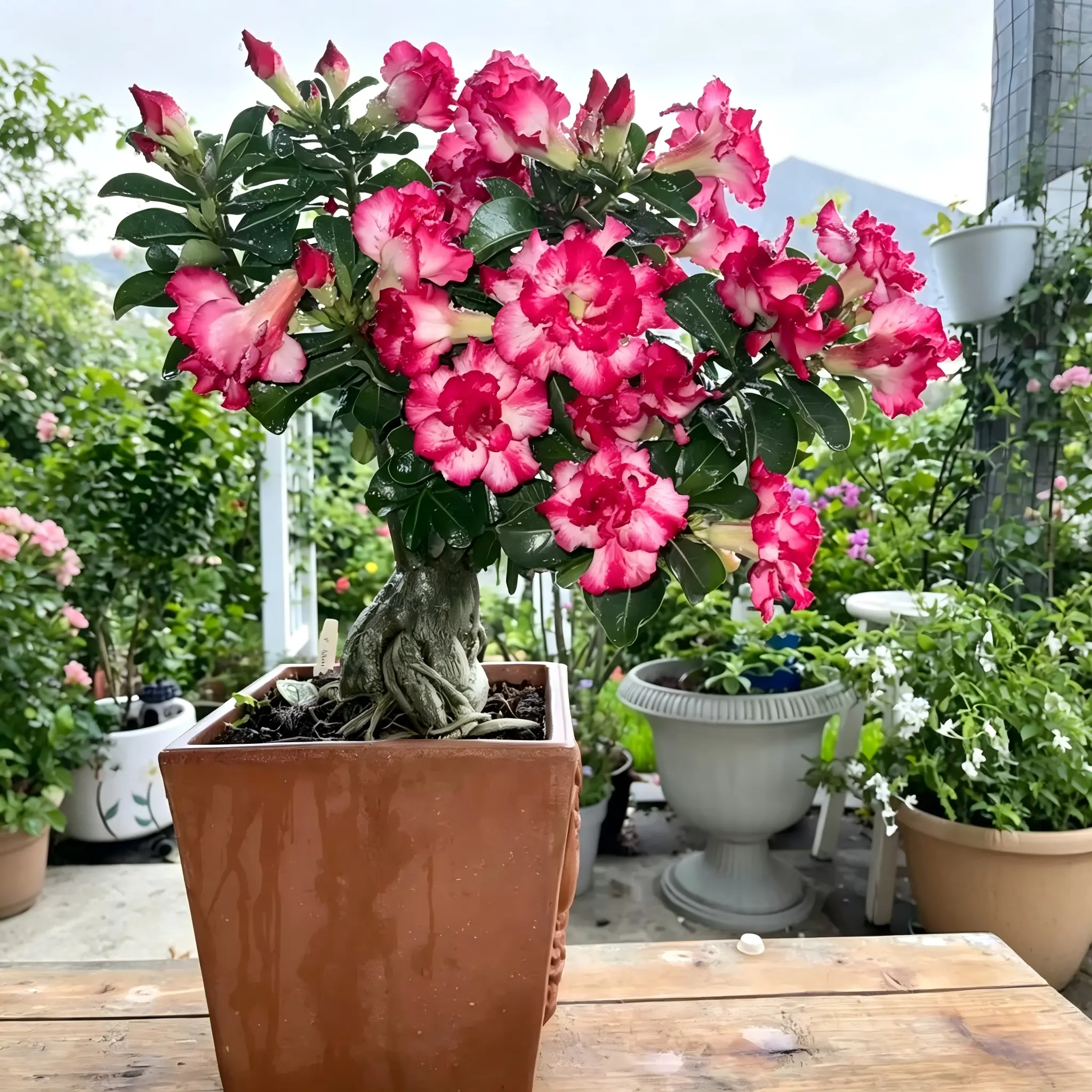 Desert Rose Adenium Obesum Live Plant, Pink Flower Succulent Bonsai, Indoor Outdoor Ornamental Flower Plant