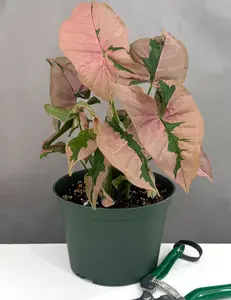 Syngonium Pink Lava