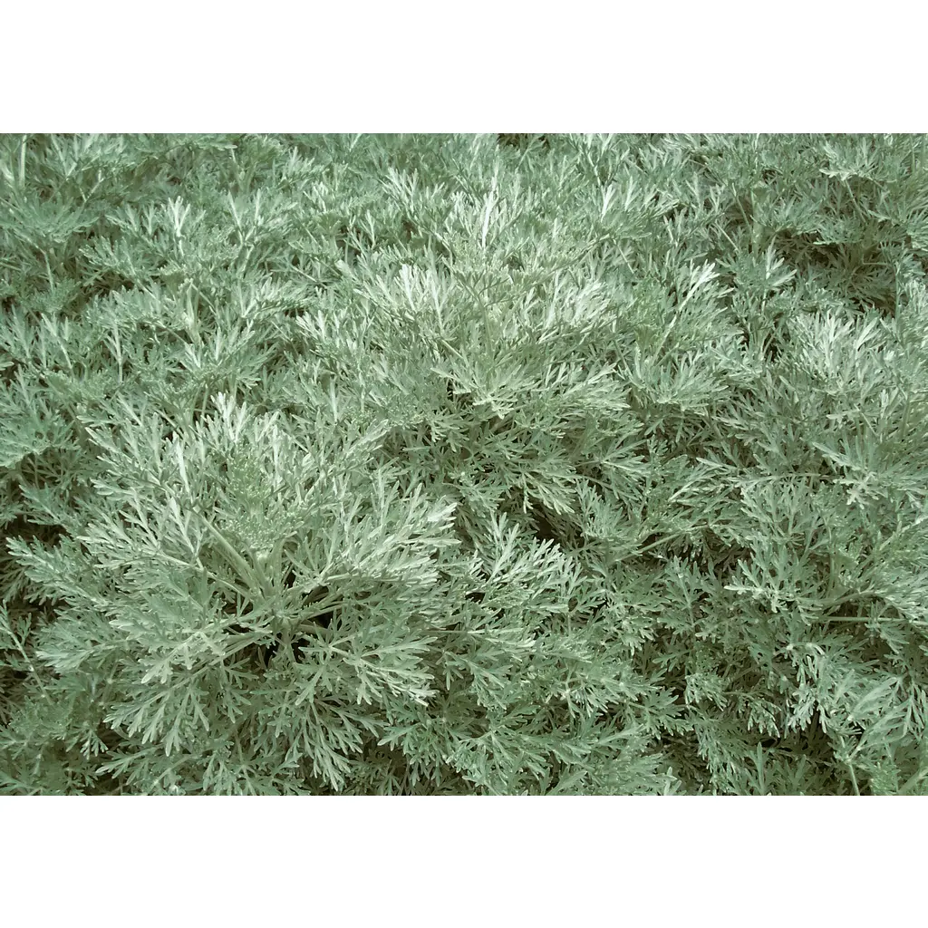 Artemisia 'Powis Castle'