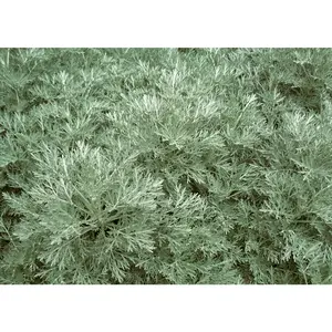 Artemisia 'Powis Castle'