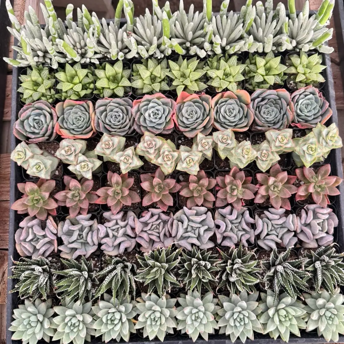 Assorted Succulent Variety Pack - 64 Bulk Succulents Assorted Succulent Variety Pack - 64 Bulk Succulents