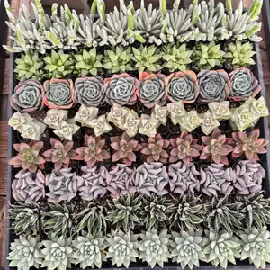 Assorted Succulent Variety Pack - 64 Bulk Succulents