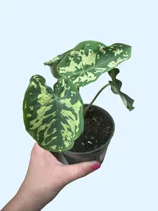 4" Alocasia Hilo Beauty - Spotted Elephant Ear Plant - Green and Cream Leaves