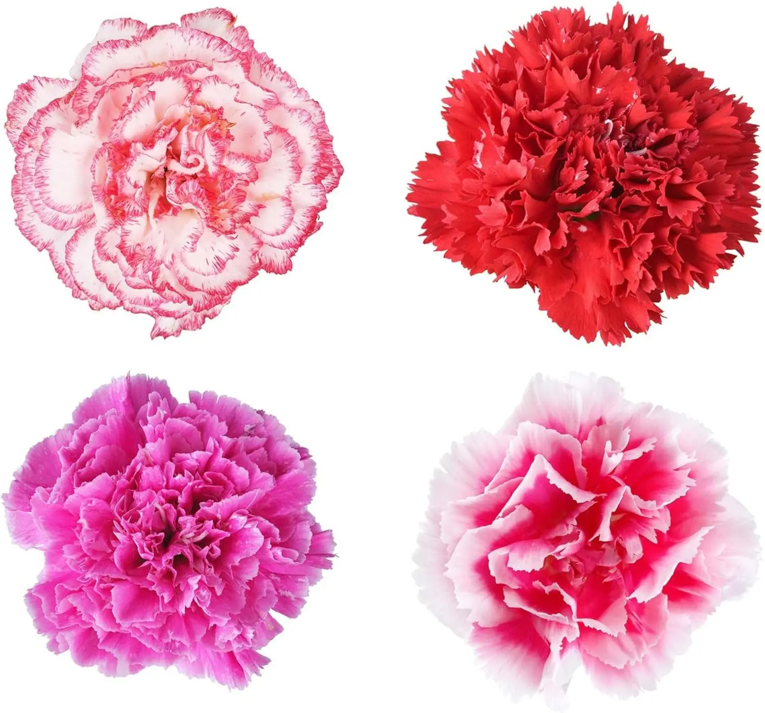 200pcs 'Radiant Rose' Double Hollyhock Heirloom Seeds - Non-GMO, Hardy Biennial, Pollinator-Friendly, Self-Seeding, Attracts Bees, Thrives in USDA Zones 3-9, Partial Sun, for Garden Borders, Backdrops, Outdoor Flower Pot Decor
