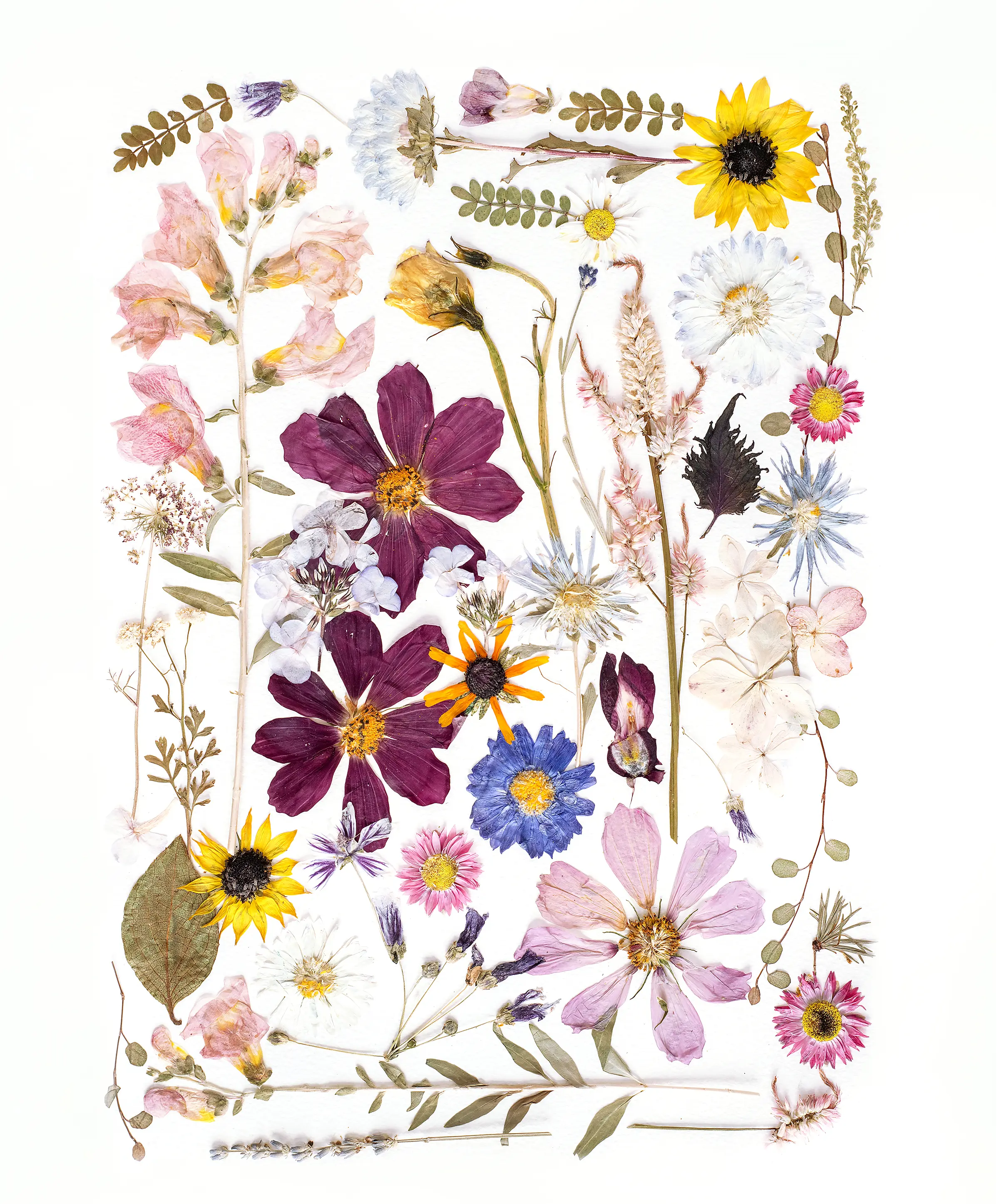 Pressed Flower Tea Towel –Sofia's Daydream | Botanical Cotton Kitchen Towel”