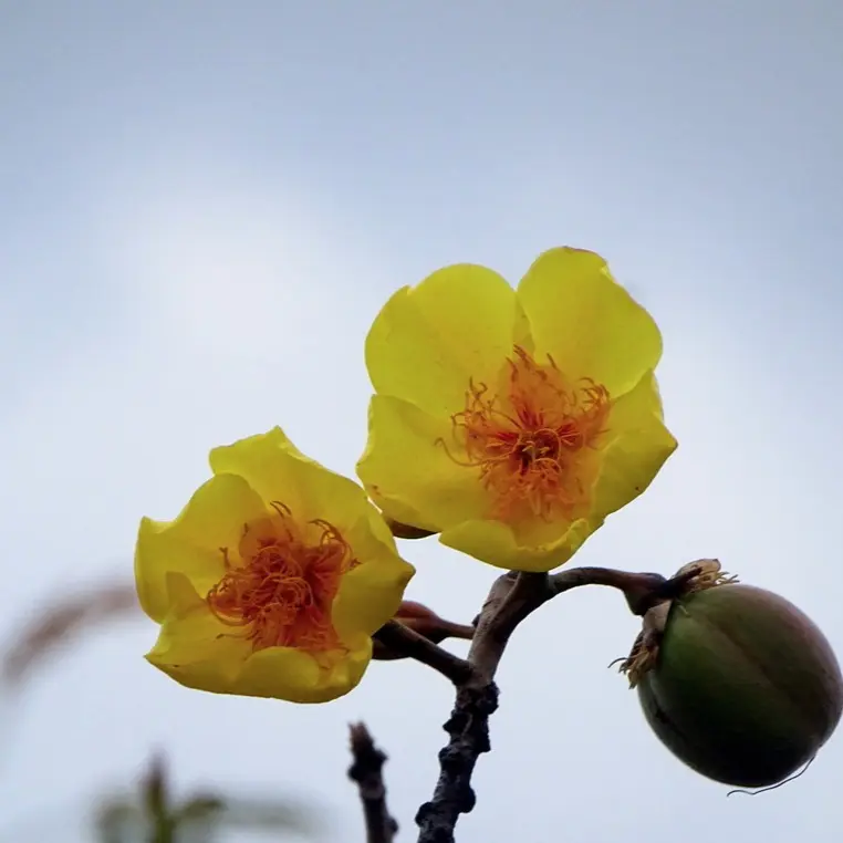 LIVE PLANT 3 ft - Cochlospermum vitifolium Florepleno - Brazilian rose - Double buttercup tree - Rosa amarillo - Bototo - Palo barril