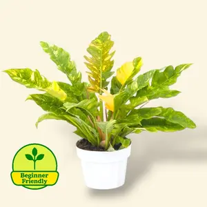 Ring Of Fire Philodendron 6” - Easy Care Rare Colorful House Plant