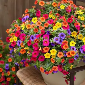 Petunia Seeds Mixed Rainbow Color Bonsai Grandiflora Flowers Flower Seeds Pollinator Garden Open Pollinated Non GMO Indoor and Outdoor
