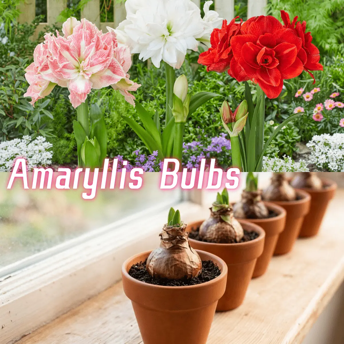 Mixed Double Amaryllis Bulbs, Large Flower Hippeastrum Bulbs for Indoor Windowsill & Garden Potted Planting, Easy Blooming Perennial Flower Bulbs