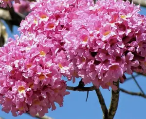 Handroanthus impetiginosus | Lavender & Pink Trumpet Tree | 5_Seeds