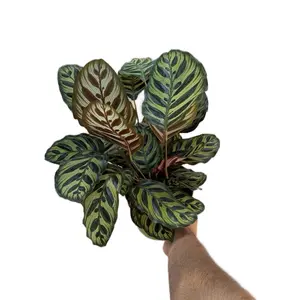 XL Calathea Makoyana “Peacock Plant” - 6 Inch