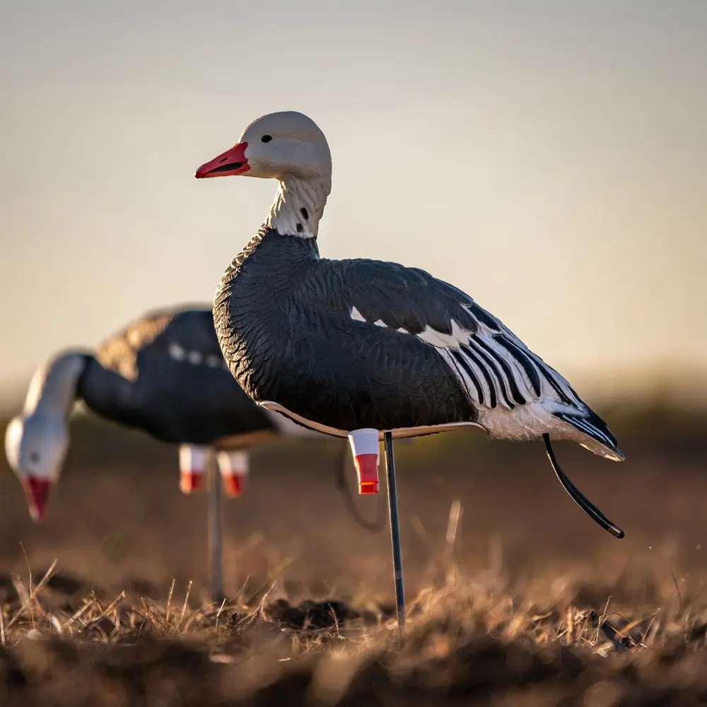 FB Blue Goose Full Bodies
