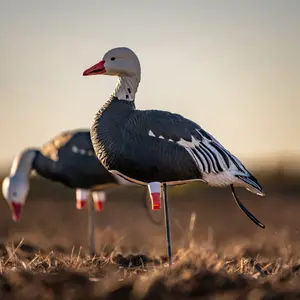 FB Blue Goose Full Bodies