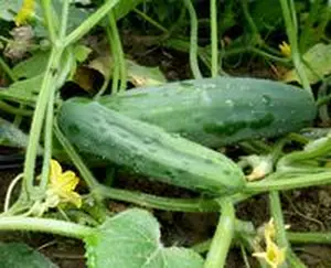 Cucumber: Marketmore 76 Seeds