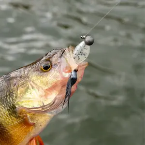Crappie Minnow - Ultimate Panfish Bait