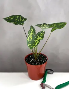 Alocasia Hilo Beauty