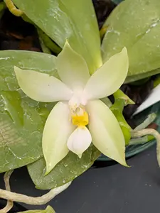 Phal bellina var. alba  | BS not in bloom
