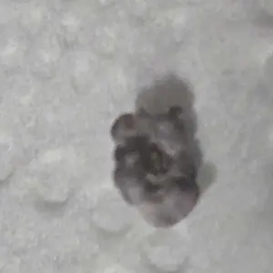 review image 5
