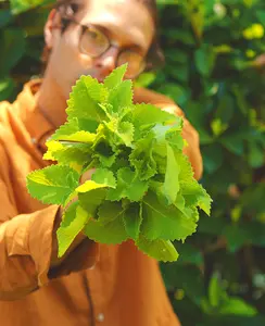 8 LIVE Large Cuban Oregano/Spanish Thyme/Mexican Mint (Coleus Amboinicus) Cuttings + 3 FREE Suprise Gifts