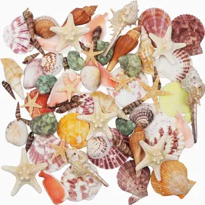 Sea Shells Mixed Beach Seashells 9 Kinds 1.2"-3.5 "Various Sizes  Seashells and 2 Kinds of  Starfish for Beach Themed Party DIY Crafts Fishtank Vase Fillers  Wedding Decorations