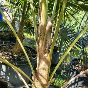 LIVE PLANT 2-3ft Coccothrinax barbadensis Latanier balai Silver thatch palm Rare Ornamental