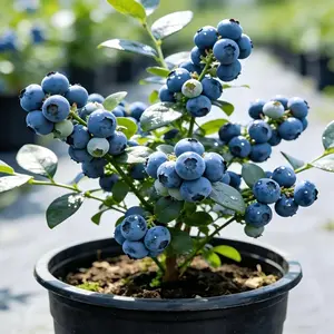 Sweetheart Blueberry Live Plants | Fast Growing Fruit Trees | High Yield Sweet Blueberries | Easy Growing Garden Fruit Trees | Produces Sweet and Fruit Juicy Blueberries