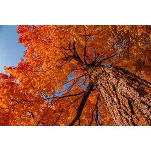 Northern Sugar Maple Tree Seeds (Acer saccharum) Cold Hardy Shade Tree | Brilliant Fall Color Sugar Maple