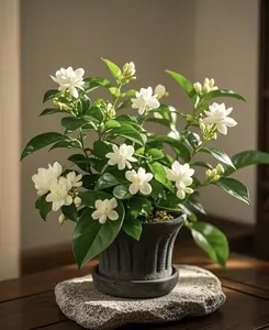 30Pcs Rare Arabian Jasmine Seeds for Tropical Garden Landscape Design Highly Scented Flower Seeds for Patio Container Planting Beginners Gardening Kit