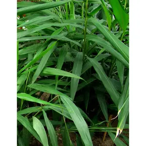 Grains of Paradise - Live Starter Plants in 2 Inch Growers Pots - Aframomum Melegueta - Grow Your Own Edible Garden Spices Herbs