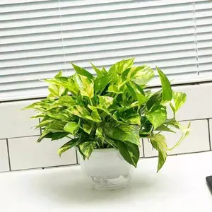 LZ02  Link Long Variegated Golden Pothos 6” Pot | Distinct Green-Yellow Leaf Marks | Beginner-Friendly Live Plant for Daily Decor