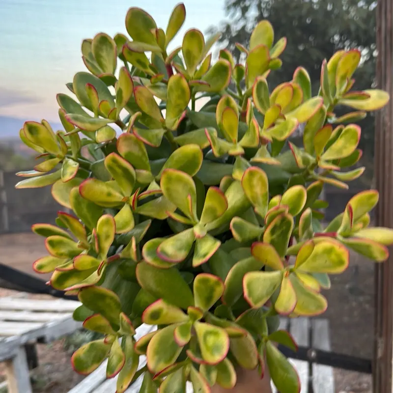 Sunset jade 8 inch pot