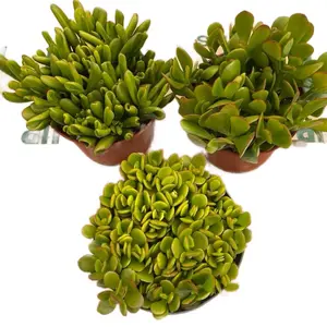 6” jade plant MANY varieties to pick / indoor or outdoors sculpture