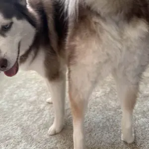 Product Review of Homeika Dog Grooming Vacuum Kit - 3L Vacuum with 7 Tools, Low Noise Electric Clipper and Brush for Pet Shedding at Home from d**e