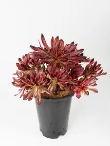 8" Rare Indoor Aeonium Arboreum 'Zwartkop' Mardi Gras Tricolor Variegated Colorful Succulent live Plants