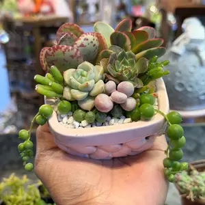 Strawberry Basket Succulent Design - Adorable Character Planters for Succulents and Cacti - Perfect for Home Decor and Gift Giving