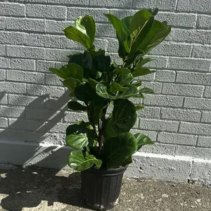 Ficus Lyrata Fiddle-Leaf-Fig Tree 10 Inch Pot