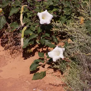 Sacred Datura Seeds – Moonlit Blooms & Mystical Energy (Datura meteloides) – Rare, Fragrant Night-Blooming Heirloom