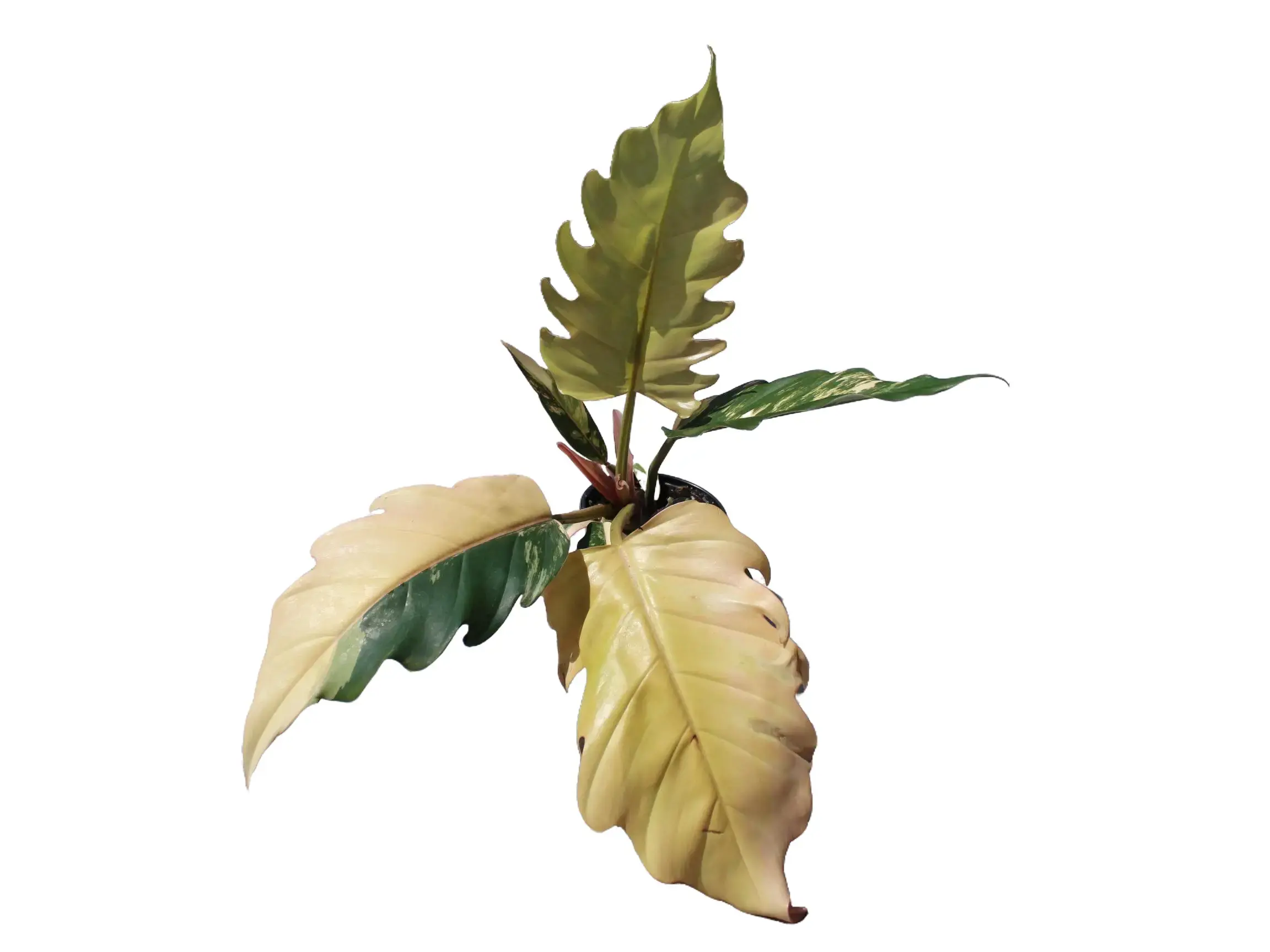 Philodendron Caramel Marble 4" Potted Live Plant - Philodendron hybrid - Rare Multi-Color Variegation - Jagged Sawtooth Leaves - Elite Collector's Aroid - Striking Fiery Foliage - Exotic Climbing Plant - Statement Houseplant - Holy Grail Variegated Aroid