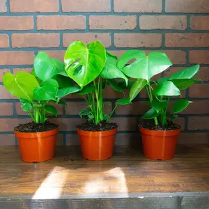 Monstera Deliciosa Tropical Split Leaf Plant 6" Pot | Live Houseplant for Indoor and Outdoor Use | Rooted, Low Maintenance Plant