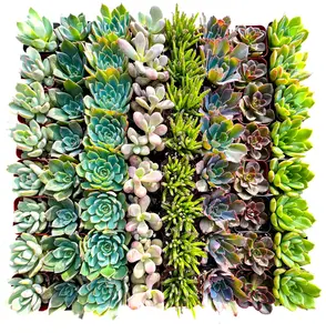 Assorted 2 Inch Succulent Tray