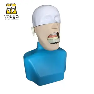 Dental Head Simulator Model with Shoulder: Dental Training Phantom Head Model
