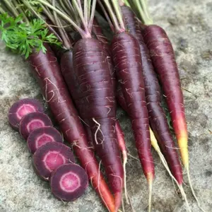 Purple Sun F1 Carrot Seeds (Daucus carota subsp. sativus) – Vibrant hybrid carrot with a deep purple exterior and sweet orange core; packed with antioxidants and garden appeal.