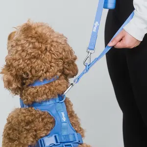 Walk Kit Set: Electric Blue - Comfy and Stylish Dog Walking Experience