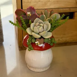 Mushroom Succulent Design