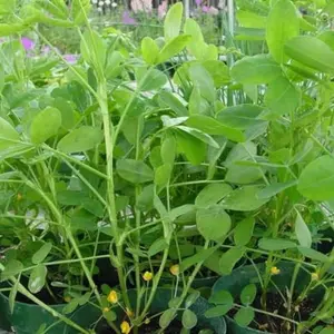 Tennessee Red Peanut 10+ Seeds (Arachis hypogaea 'Tennessee Red') – Treated Heirloom Peanut Seeds – High-Yield, Protein-Rich Crop