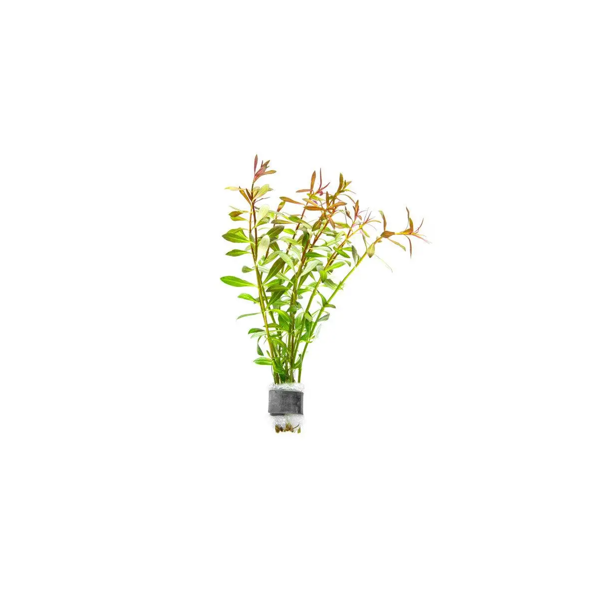 Ludwigia Arcuata Ludwigia Arcuata